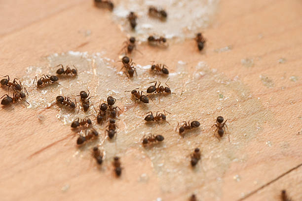 Best Affordable Pest Control Services  in Grosse Pointe Farms, MI